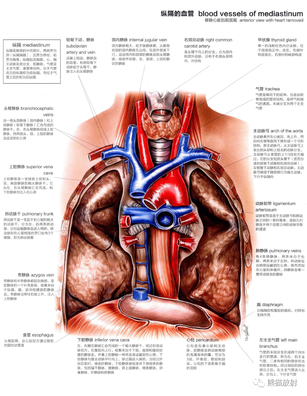 人體圖譜丨心血管系統 cardiovascular system