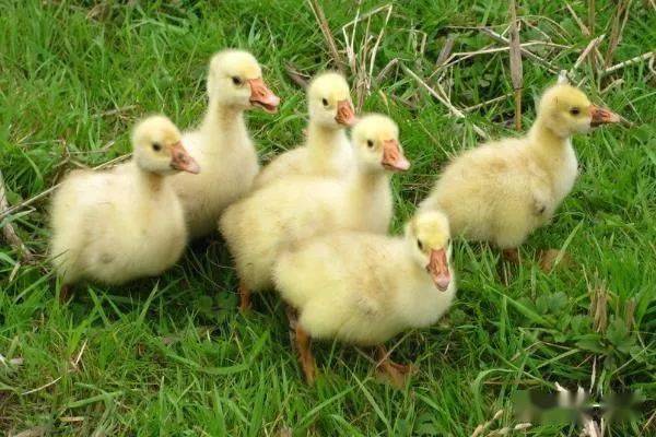 雏鹅的选购1,对雏鹅孵化场的选择选择规范,孵化率搞的孵化场是选购