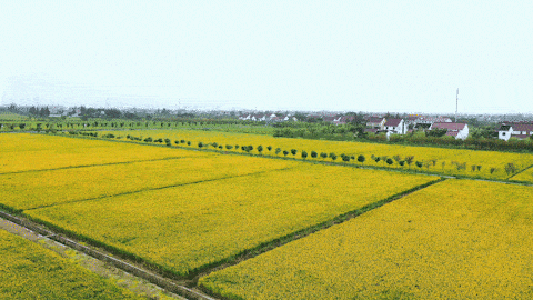 稻谷,与10月收割的稻谷不同,这一批稻谷的稻穗呈现出黄中泛青的色彩