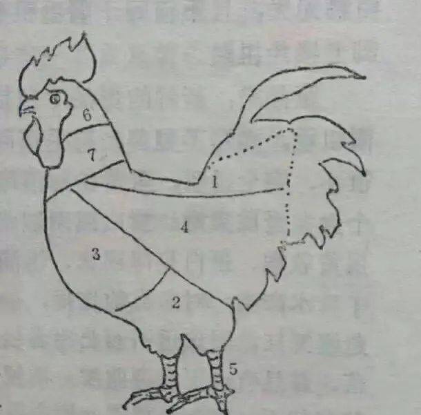 《鸡的分割图》(5)鸡爪,(6)鸡头,(7)鸡脖