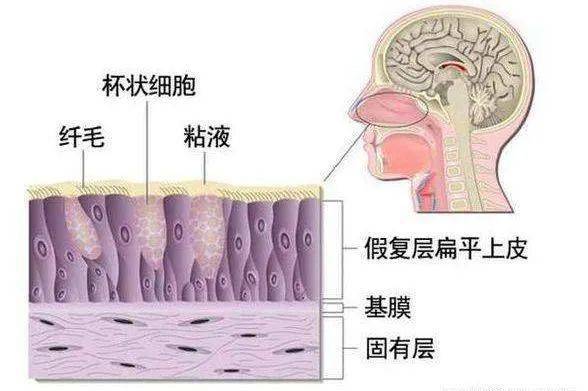 學點醫丨小朋友過敏性鼻炎,鼻腔要