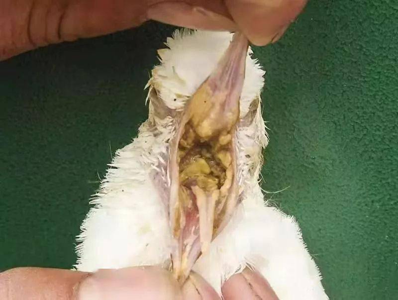 鸽子终身携带毛滴虫高温高湿季节尤其严重预防是重中之重