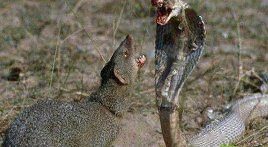 平头哥:苦苦寻觅一辈子,天下只有手下败将,不服来干_鳄鱼