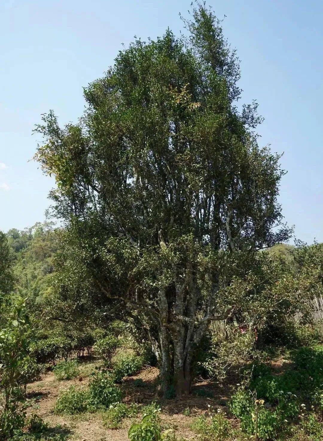 云南普洱困鹿山皇家古茶园