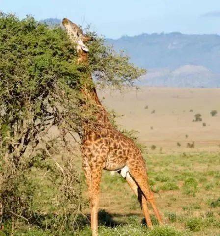 长颈鹿为什么站着睡觉图片