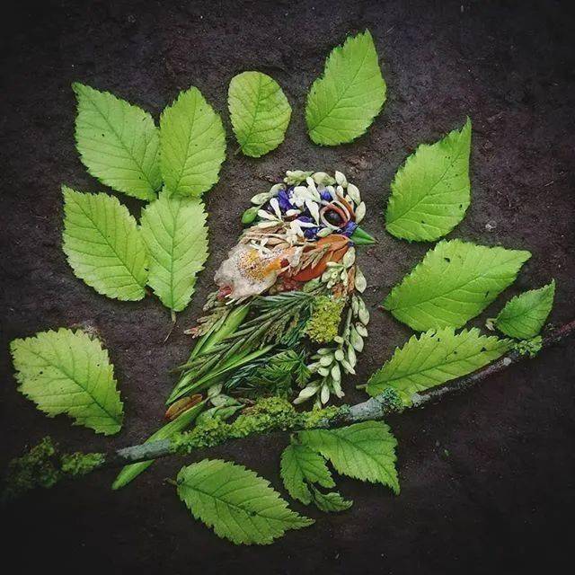 用花草树叶拼出100只鸟的肖像画这位焦虑的艺术家妈妈被大自然所疗愈