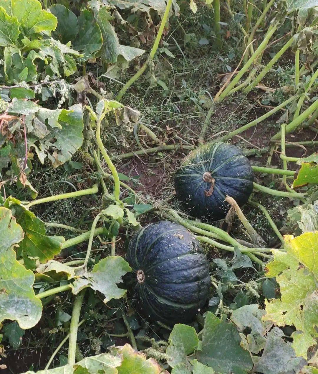 秋收南瓜采后,请这样管理