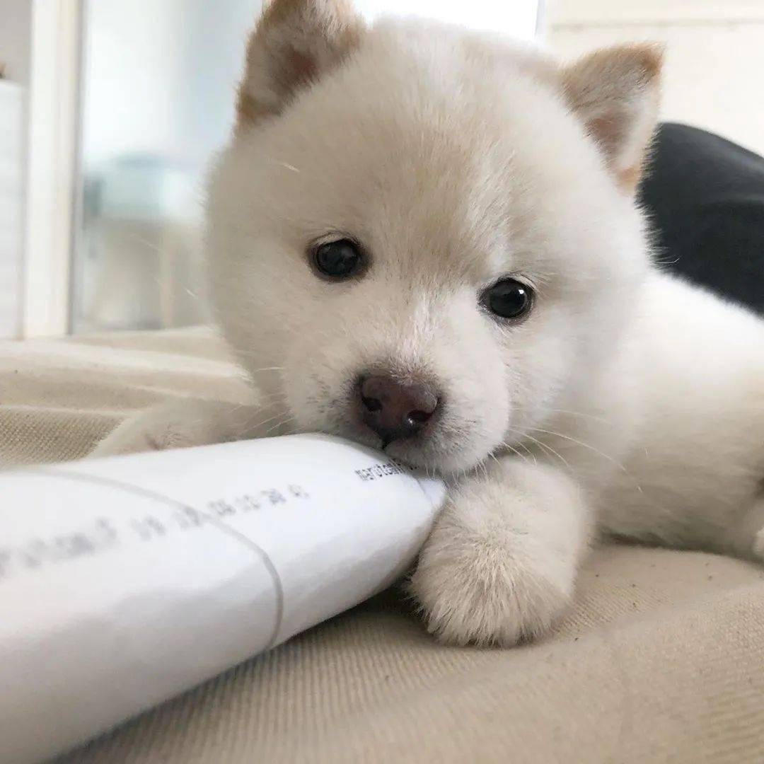 软糯小白柴在线装可怜!陈比方幼年照片流出?