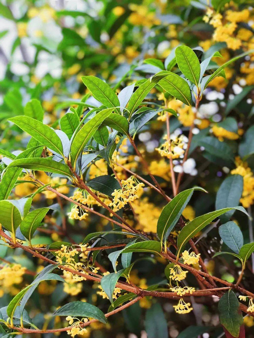 桂花开啦│这些地方真香