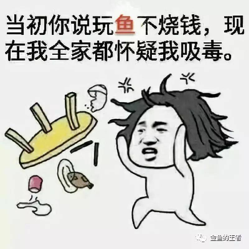当初你说玩鱼不烧钱,现在全家都怀疑我吸毒!