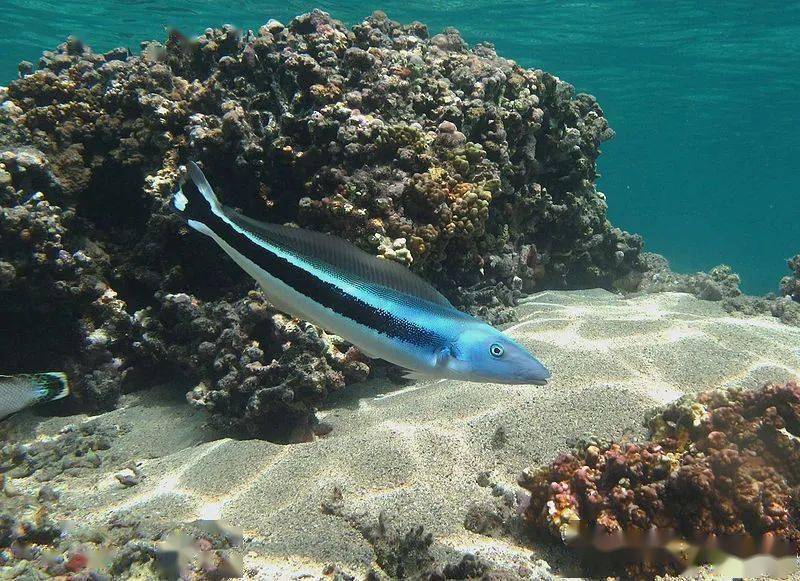 物种图册-侧条弱棘鱼