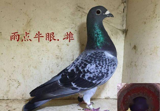 牛眼的鸽子在育种方面的价值