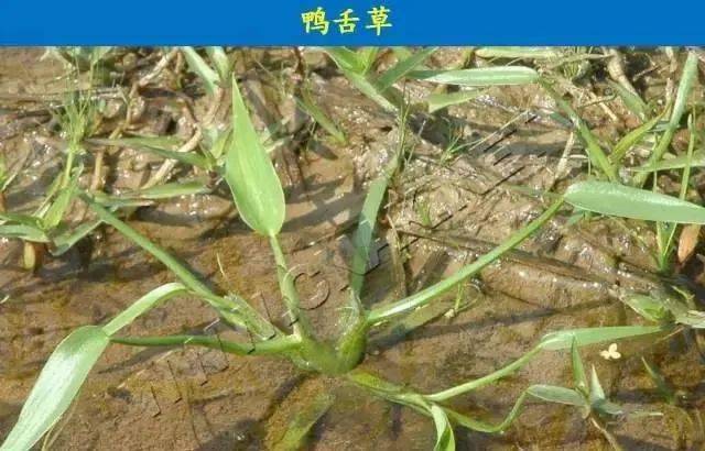 收藏必备池塘边稻田杂草图谱大全