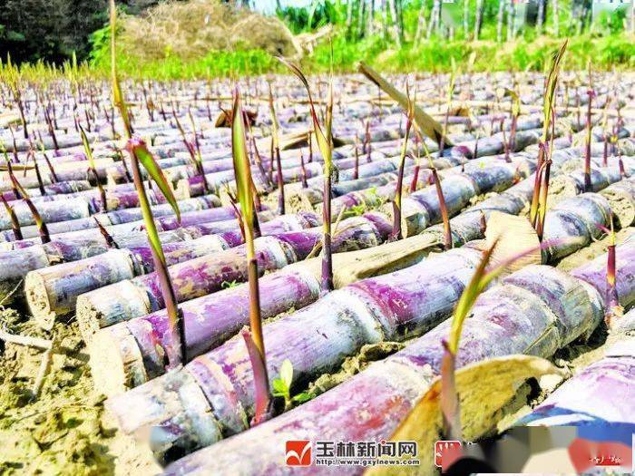 高手在民间博白90后小伙把甘蔗种成盆景揽下广州客商大订单