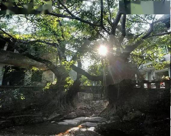 縉雲山北溫泉生態之旅線路 ◆黛湖—縉雲寺—中共中央西南局歷史