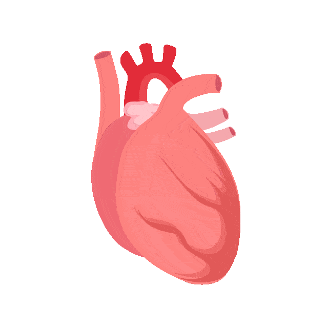 心脏循环动图图片