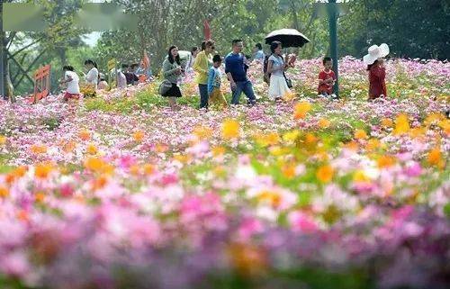 火爆潮州这个地方惊现百万花海美到窒息附出行攻略
