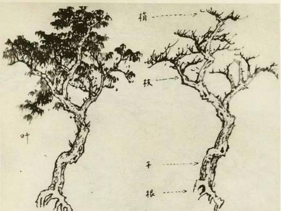 【国画教程】怎样画树？不妨看看这里_树木