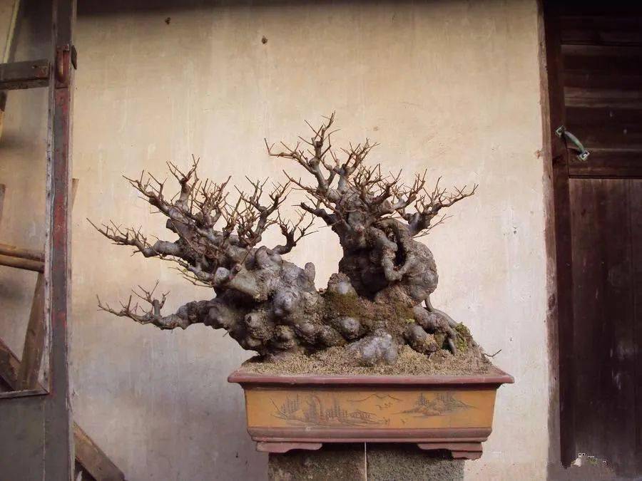 (图文)榆树盆景制作的几个具体问题