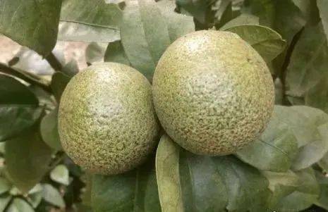 秋稍期柑橘红蜘蛛防治的那点药和事你做好了吗