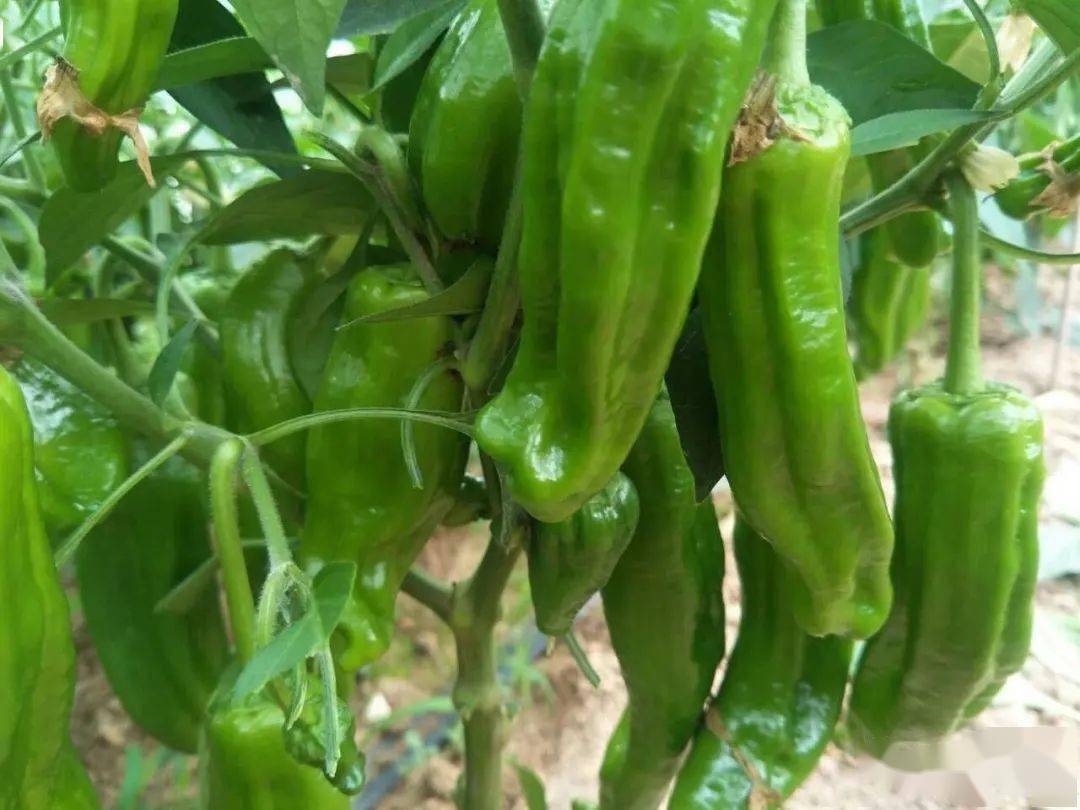 麻城辣椒节来了,我们明天见