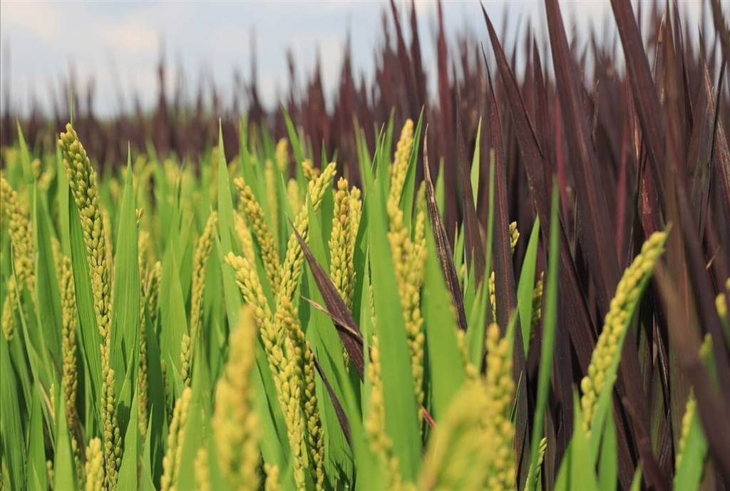 惊艳金山亭林这片五彩稻田呈现绿黄白红紫五种颜色水稻