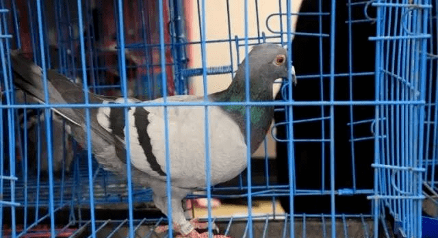 训 放:回快而且稳家 飞:飞长准时回开 家:出笼稳精准成 长:吃早抢得快