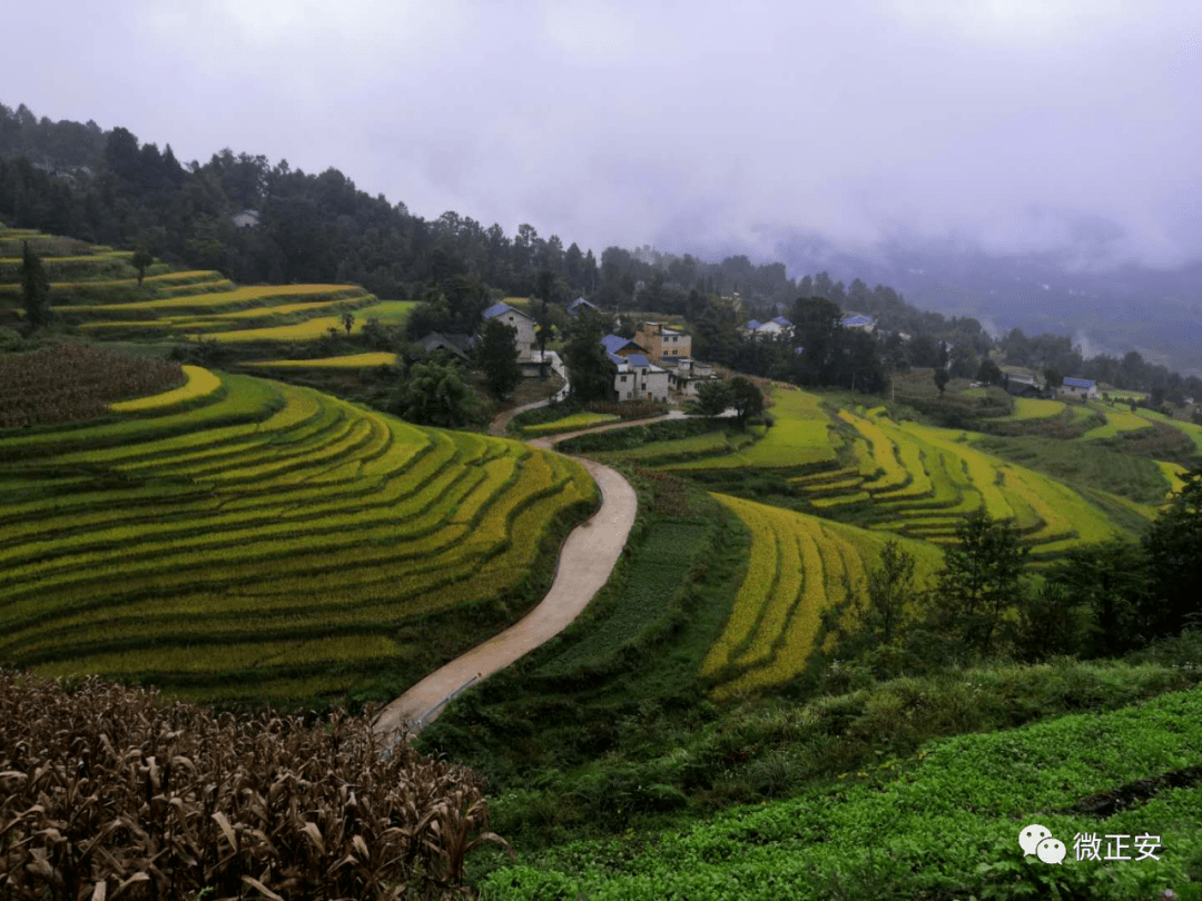 按照正安县县委"2 4"产业发展布局,在土坪镇党委"三引三带六产三参与"