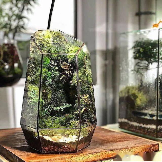 全球顶尖苔藓缸造景作品