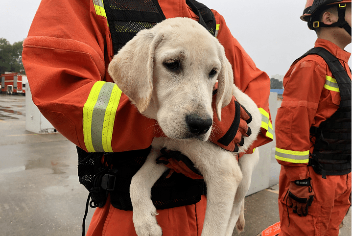 拉布拉多犬另外在直播中"三小只"也积极抢镜让搜救犬练习生们"线上