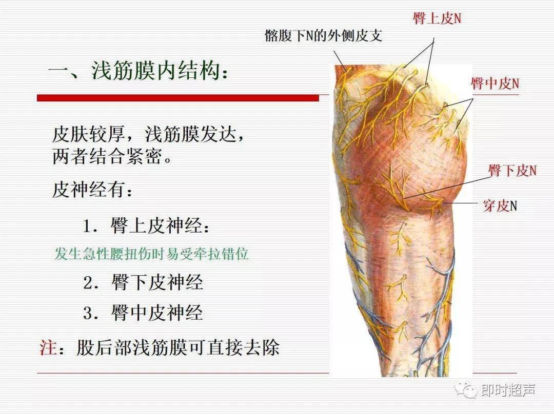 下肢解剖全