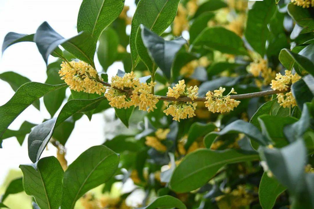 桂花飘香来苏信校园感受诗意的秋