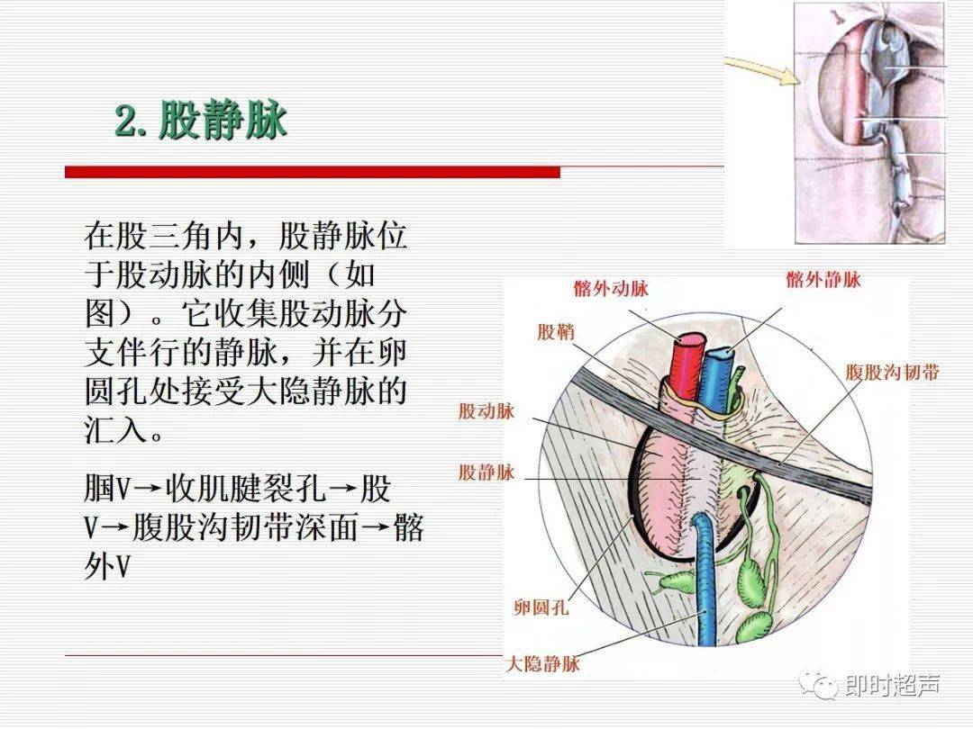 下肢解剖(全)