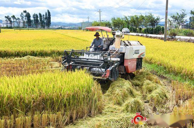 牟定县开镰收割忙稻谷堆满仓