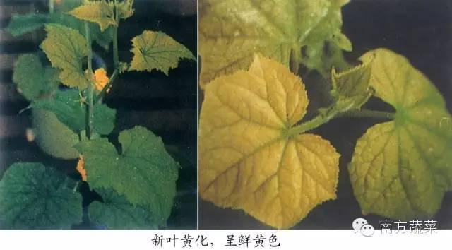 【作物病害】黄瓜缺素症状诊断及防治对策(全)