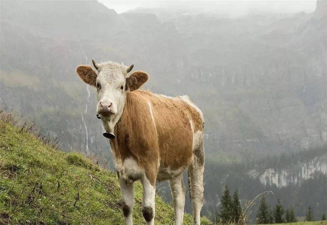 西门塔尔牛被称为全能牛的优良品种