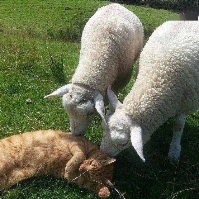第一次见到猫和羊的组合也太有爱了吧