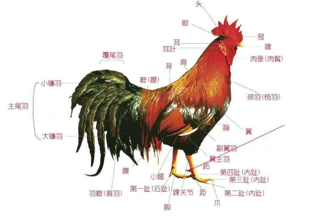 从足,巨声形声字本义是鸡,雉等的腿的后面突出象脚趾的部分