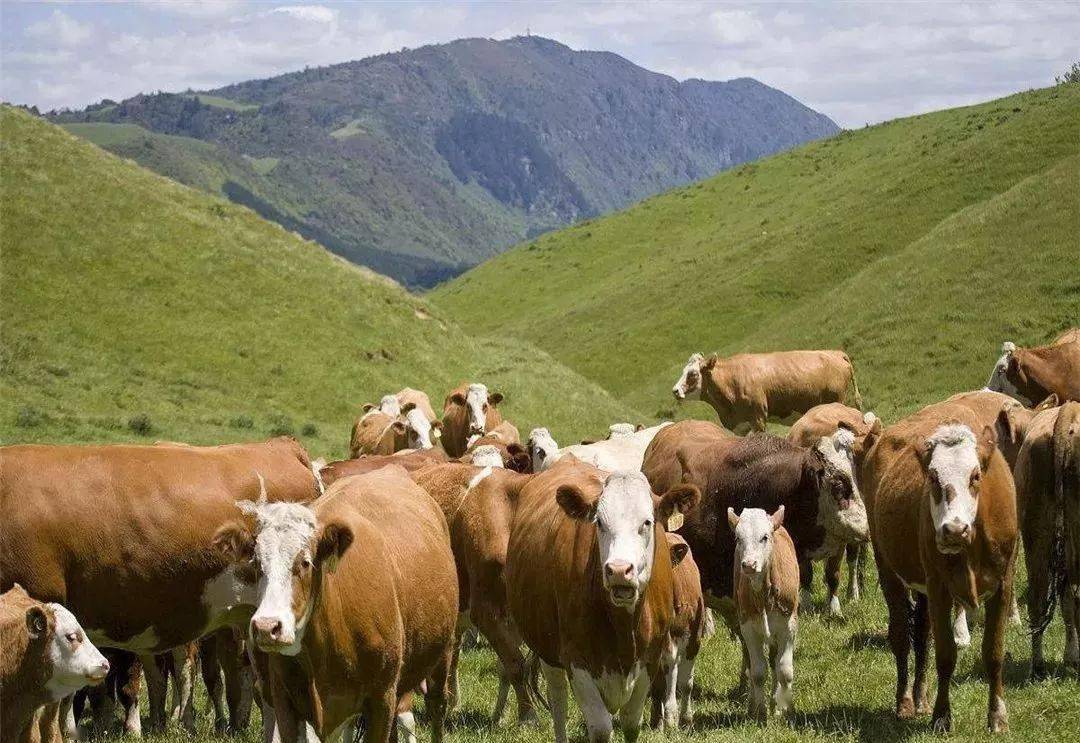 西门塔尔牛是一种兼有牛奶,肉类和役用能力的大型品种.