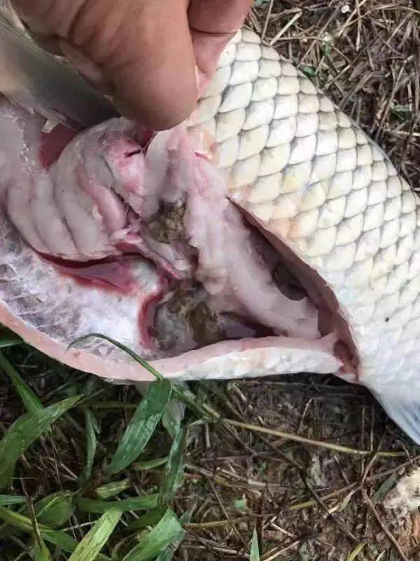 【今日推荐】秋季草鱼肠炎高发,及时进行防治,是确保草鱼健康的前提