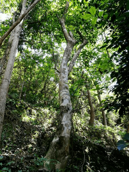 土壤为酸性土,雨量充沛,气候适宜,岛上长满茂盛的土沉香树