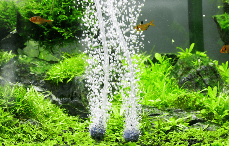 无论是饲养什么观赏鱼,氧气是最重要的条件之一.