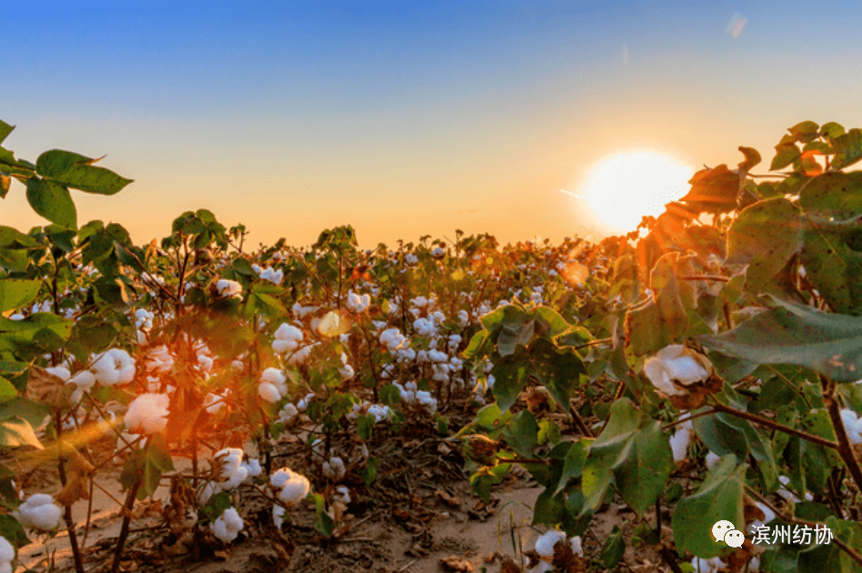 可量化可验证美国棉花信任守则为可持续性棉花种植定新标
