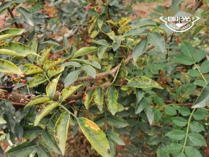 【试验示范】红花椒防病保叶套餐试验示范