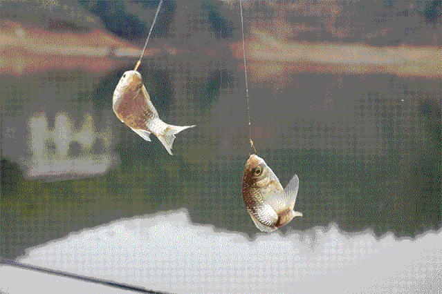 639_426gif 动态图 动图