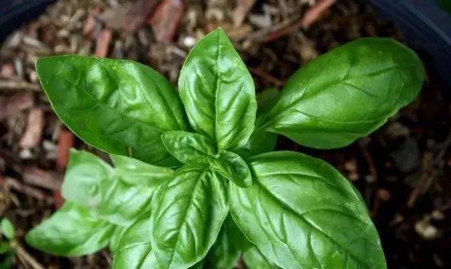 basil),和泰國,越南菜式中的九層塔不一樣