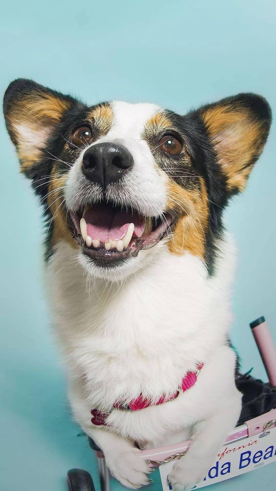 狗狗壁纸高清萌宠狗子壁纸