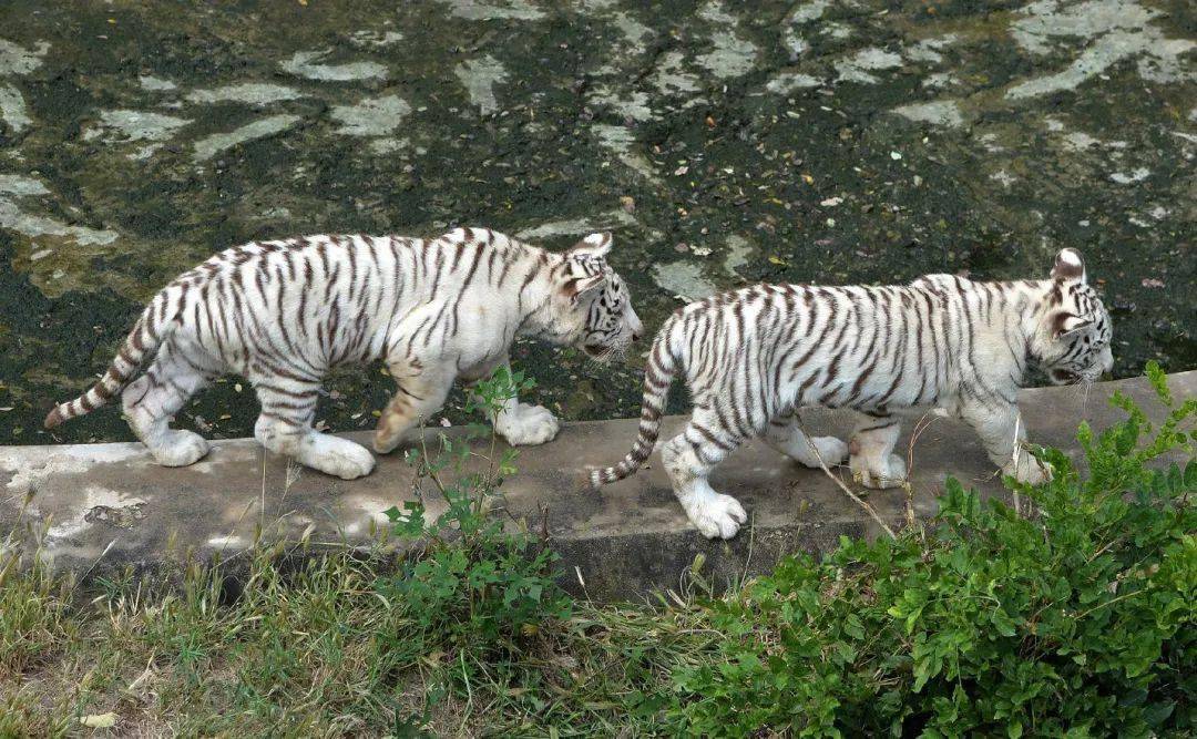 石家莊動物園裡萌寶多 十一假期集體亮相