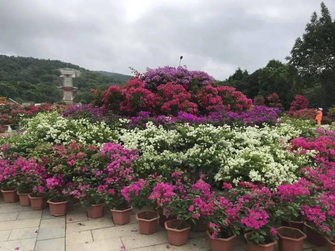 2020年百色市花三角梅花展即将来袭,去看花海