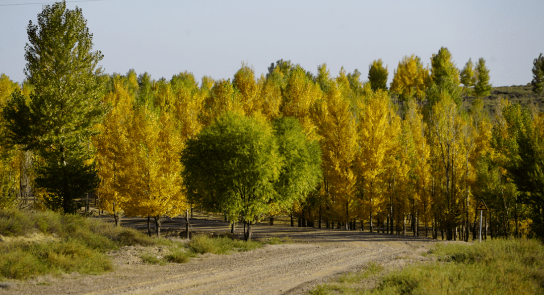 中秋国庆喜相逢赏小叶杨品滩羊肉游盐州古城盐池邀你来